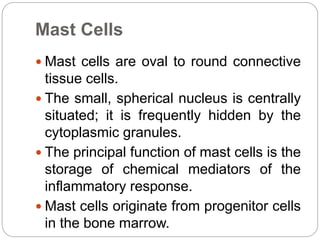 Mast Cells
 Mast cells are oval to round connective
tissue cells.
 The small, spherical nucleus is centrally
situated; it is frequently hidden by the
cytoplasmic granules.
 The principal function of mast cells is the
storage of chemical mediators of the
inflammatory response.
 Mast cells originate from progenitor cells
in the bone marrow.
 