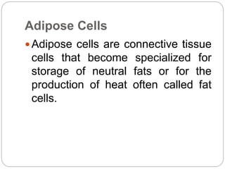 Adipose Cells
 Adipose cells are connective tissue
cells that become specialized for
storage of neutral fats or for the
production of heat often called fat
cells.
 
