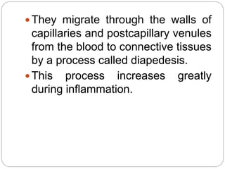  They migrate through the walls of
capillaries and postcapillary venules
from the blood to connective tissues
by a process called diapedesis.
 This process increases greatly
during inflammation.
 