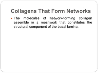 Collagens That Form Networks
 The molecules of network-forming collagen
assemble in a meshwork that constitutes the
structural component of the basal lamina.
 