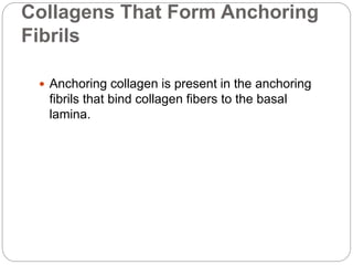 Collagens That Form Anchoring
Fibrils
 Anchoring collagen is present in the anchoring
fibrils that bind collagen fibers to the basal
lamina.
 