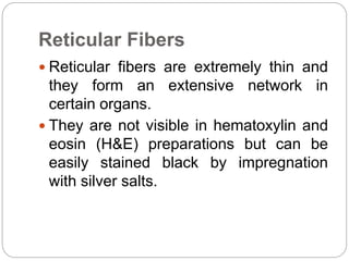 Reticular Fibers
 Reticular fibers are extremely thin and
they form an extensive network in
certain organs.
 They are not visible in hematoxylin and
eosin (H&E) preparations but can be
easily stained black by impregnation
with silver salts.
 