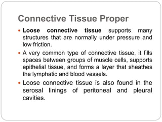 Connective Tissue Proper
 Loose connective tissue supports many
structures that are normally under pressure and
low friction.
 A very common type of connective tissue, it fills
spaces between groups of muscle cells, supports
epithelial tissue, and forms a layer that sheathes
the lymphatic and blood vessels.
 Loose connective tissue is also found in the
serosal linings of peritoneal and pleural
cavities.
 