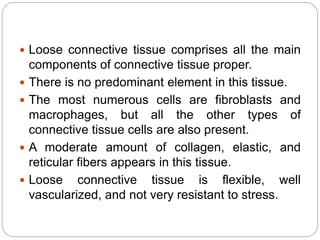  Loose connective tissue comprises all the main
components of connective tissue proper.
 There is no predominant element in this tissue.
 The most numerous cells are fibroblasts and
macrophages, but all the other types of
connective tissue cells are also present.
 A moderate amount of collagen, elastic, and
reticular fibers appears in this tissue.
 Loose connective tissue is flexible, well
vascularized, and not very resistant to stress.
 