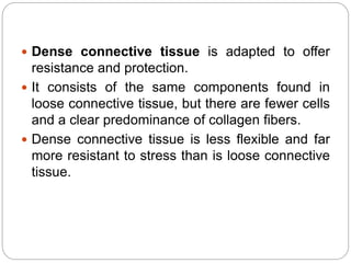  Dense connective tissue is adapted to offer
resistance and protection.
 It consists of the same components found in
loose connective tissue, but there are fewer cells
and a clear predominance of collagen fibers.
 Dense connective tissue is less flexible and far
more resistant to stress than is loose connective
tissue.
 
