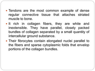  Tendons are the most common example of dense
regular connective tissue that attaches striated
muscle to bone.
 It rich in collagen fibers, they are white and
inextensible. They have parallel, closely packed
bundles of collagen separated by a small quantity of
intercellular ground substance.
 Their fibrocytes contain elongated nuclei parallel to
the fibers and sparse cytoplasmic folds that envelop
portions of the collagen bundles.
 