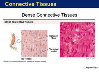 Connective Tissues
Dense Connective Tissues
Figure 4-9(c)
 
