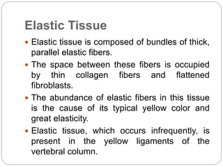 Elastic Tissue
 Elastic tissue is composed of bundles of thick,
parallel elastic fibers.
 The space between these fibers is occupied
by thin collagen fibers and flattened
fibroblasts.
 The abundance of elastic fibers in this tissue
is the cause of its typical yellow color and
great elasticity.
 Elastic tissue, which occurs infrequently, is
present in the yellow ligaments of the
vertebral column.
 