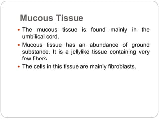 Mucous Tissue
 The mucous tissue is found mainly in the
umbilical cord.
 Mucous tissue has an abundance of ground
substance. It is a jellylike tissue containing very
few fibers.
 The cells in this tissue are mainly fibroblasts.
 