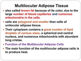 Multilocular Adipose Tissue
 also called brown fat because of its color, due to the
large number of blood capillaries and numerous
mitochondria in the cells.
 cells are polygonal and smaller than cells of
unilocular adipose tissue.
 Their cytoplasm contains a great number of lipid
droplets of various sizes, a spherical and central
nucleus, and numerous mitochondria with abundant
long cristae.
 Function of the Multilocular Adipose Cells
 The main function of the multilocular adipose cells is
to produce heat.
 