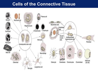Cells of the Connective Tissue
 