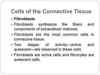 Cells of the Connective Tissue
 Fibroblasts
 Fibroblasts synthesize the fibers and
components of extracellular matrices.
 Fibroblasts are the most common cells in
connective tissue.
 Two stages of activity—active and
quiescent—are observed in these cells.
 Fibroblasts are active cells and fibrocytes are
quiescent cells.
 
