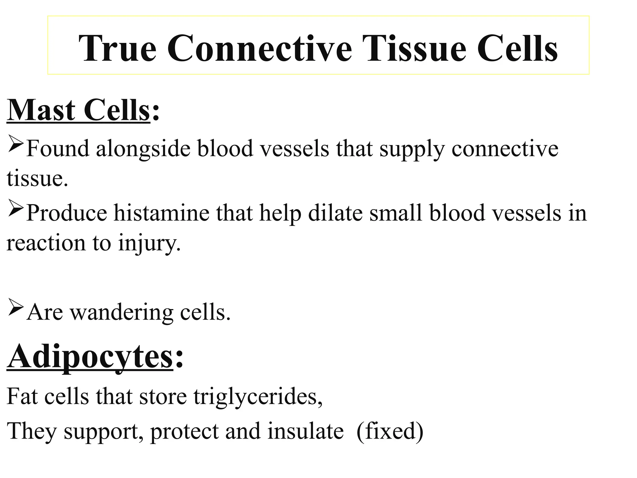 True Connective Tissue Cells
Mast Cells:
Found alongside blood vessels that supply connective
tissue.
Produce histamine that help dilate small blood vessels in
reaction to injury.
Are wandering cells.
Adipocytes:
Fat cells that store triglycerides,
They support, protect and insulate (fixed)
 