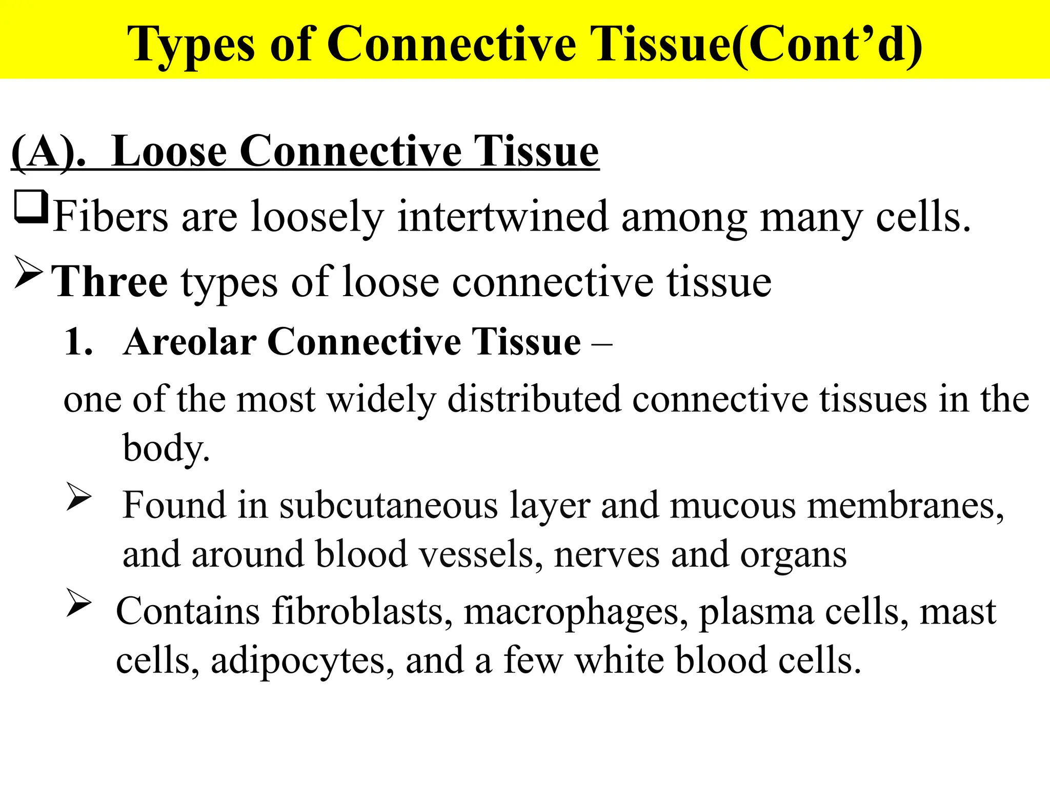 Types of Connective Tissue(Cont’d)
(A). Loose Connective Tissue
Fibers are loosely intertwined among many cells.
Three types of loose connective tissue
1. Areolar Connective Tissue –
one of the most widely distributed connective tissues in the
body.
 Found in subcutaneous layer and mucous membranes,
and around blood vessels, nerves and organs
 Contains fibroblasts, macrophages, plasma cells, mast
cells, adipocytes, and a few white blood cells.
 