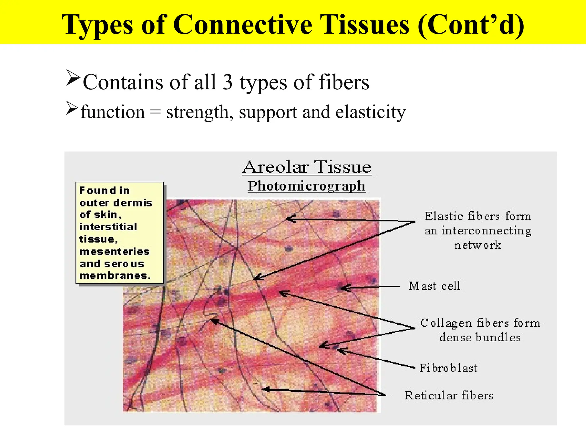 Contains of all 3 types of fibers
function = strength, support and elasticity
Types of Connective Tissues (Cont’d)
 