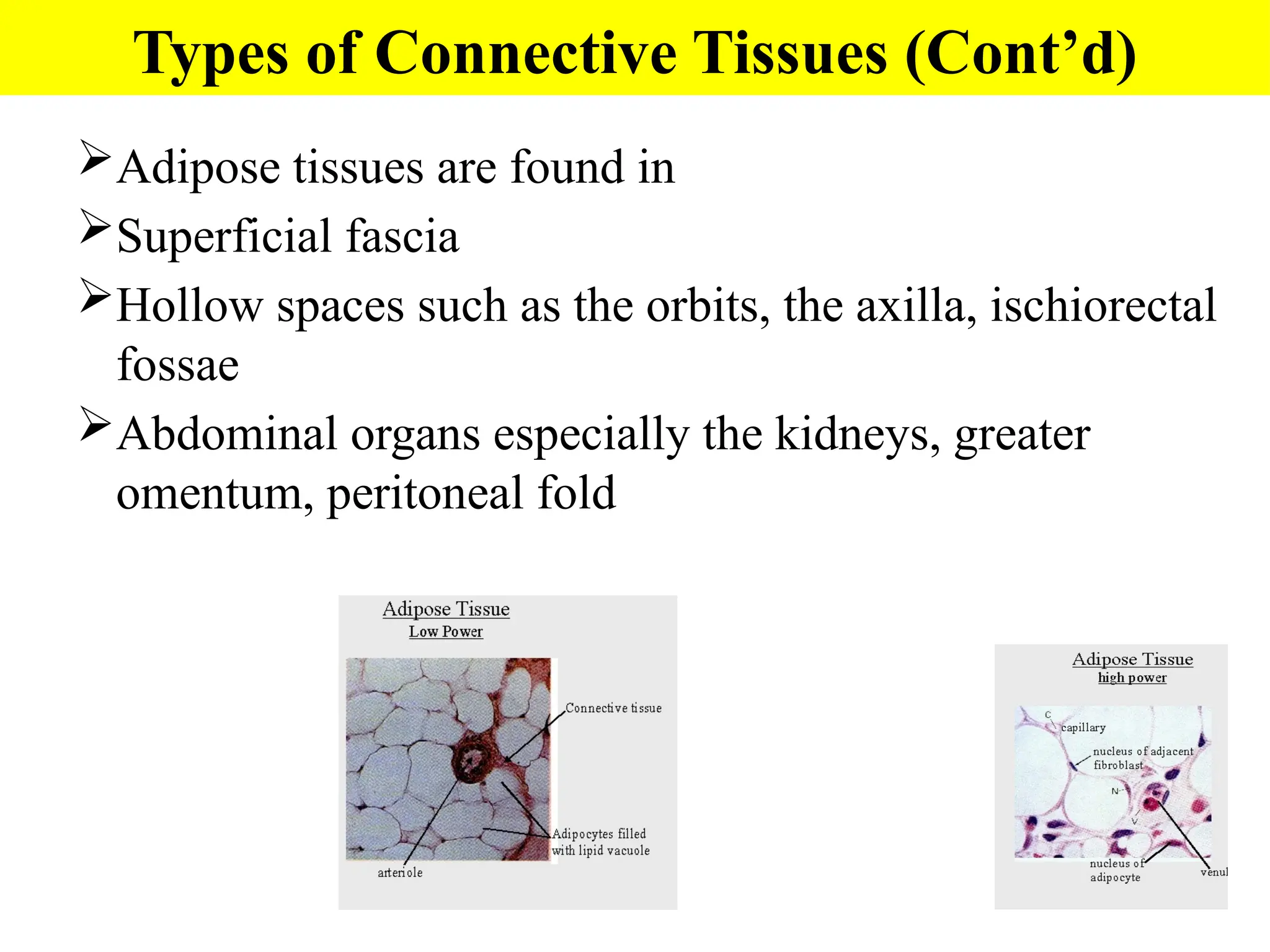 Adipose tissues are found in
Superficial fascia
Hollow spaces such as the orbits, the axilla, ischiorectal
fossae
Abdominal organs especially the kidneys, greater
omentum, peritoneal fold
Types of Connective Tissues (Cont’d)
 