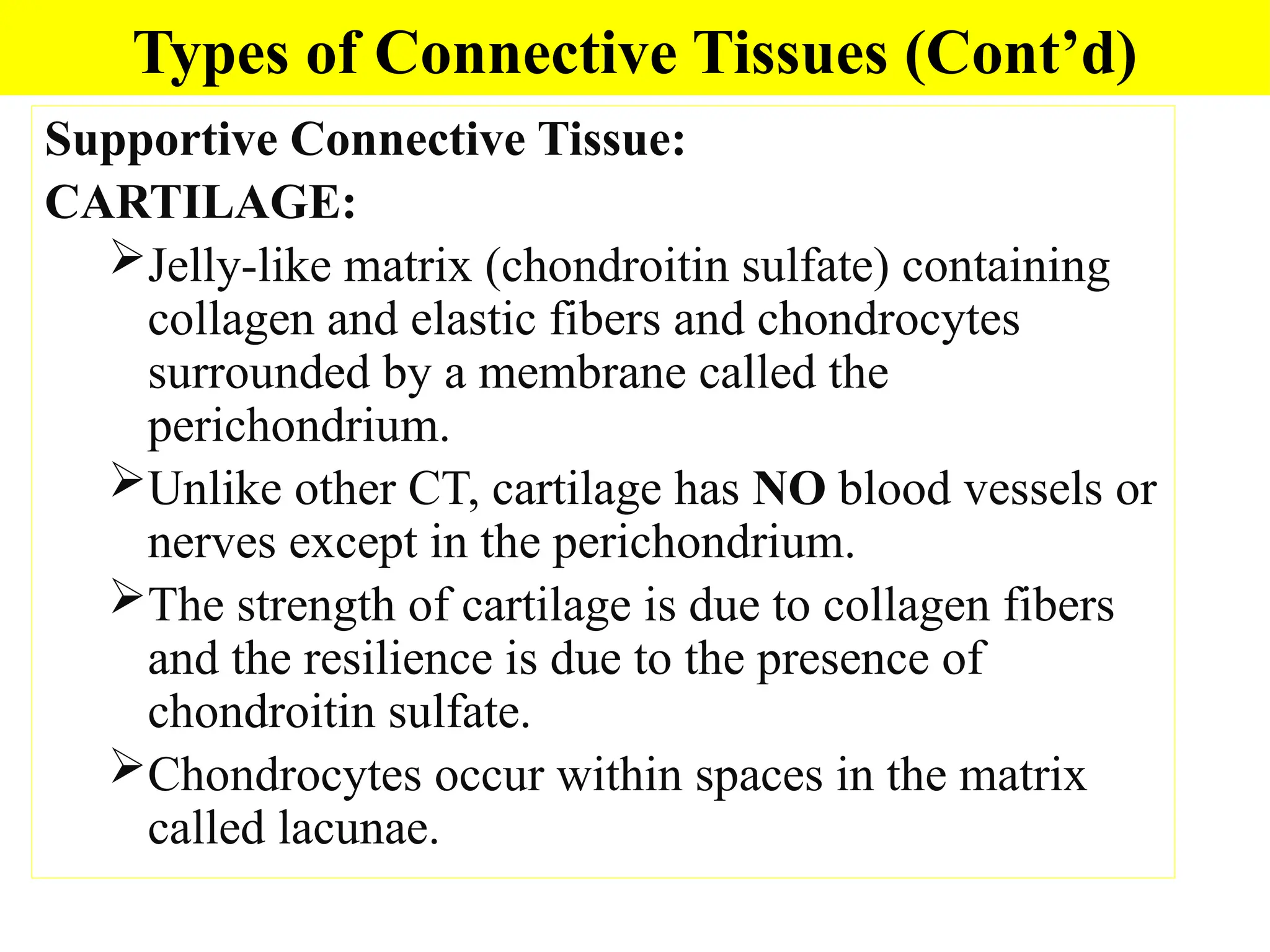 Supportive Connective Tissue:
CARTILAGE:
Jelly-like matrix (chondroitin sulfate) containing
collagen and elastic fibers and chondrocytes
surrounded by a membrane called the
perichondrium.
Unlike other CT, cartilage has NO blood vessels or
nerves except in the perichondrium.
The strength of cartilage is due to collagen fibers
and the resilience is due to the presence of
chondroitin sulfate.
Chondrocytes occur within spaces in the matrix
called lacunae.
Types of Connective Tissues (Cont’d)
 