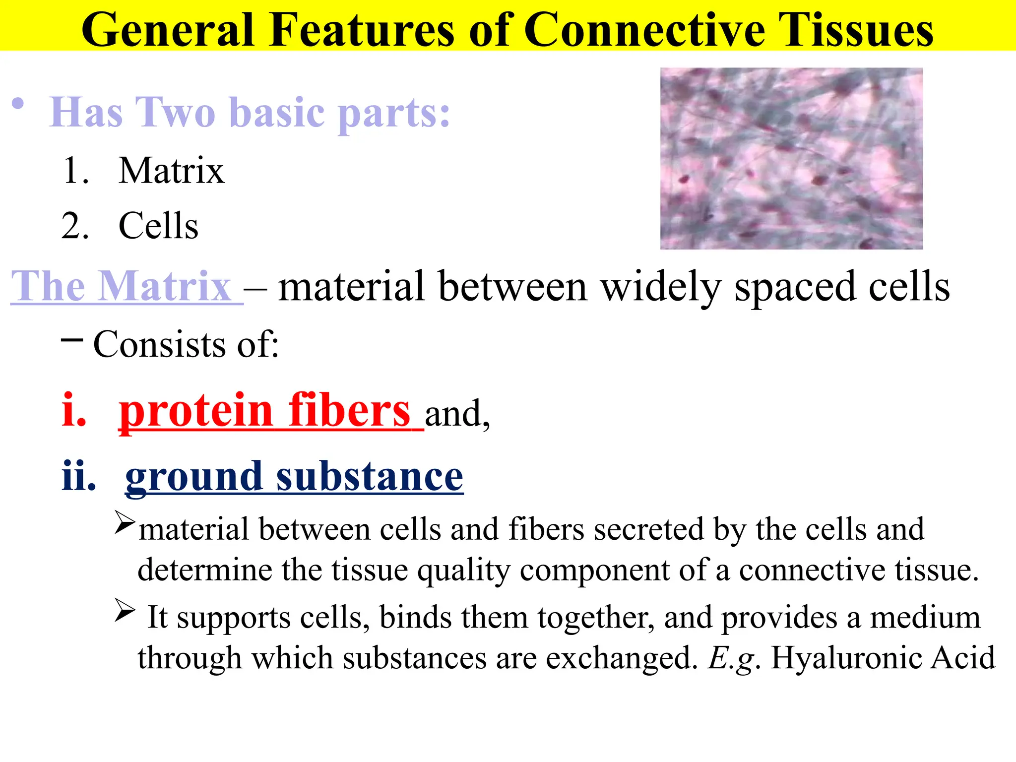 General Features of Connective Tissues
• Has Two basic parts:
1. Matrix
2. Cells
The Matrix – material between widely spaced cells
– Consists of:
i. protein fibers and,
ii. ground substance
material between cells and fibers secreted by the cells and
determine the tissue quality component of a connective tissue.
 It supports cells, binds them together, and provides a medium
through which substances are exchanged. E.g. Hyaluronic Acid
 