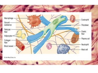 HISTOLOGY OF CONNECTIVE TISSUES: TYPES AND FUNCTION | PPTX