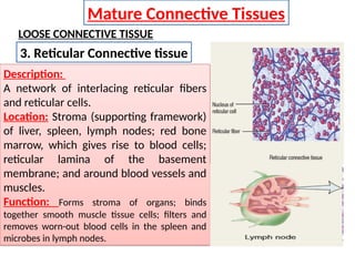 Network Tissue CONNECTIVE TISSUE FINAL for pharmacy degree | PPTX