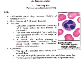 Connective Tissue Free Cells  Histology