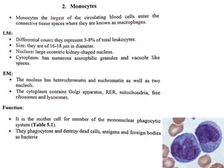Connective Tissue Free Cells  Histology