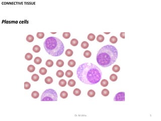 CONNECTIVE TISSUE
Plasma cells
5Dr. M.Attia
 