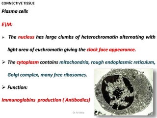 CONNECTIVE TISSUE
EM:
 The nucleus has large clumbs of heterochromatin alternating with
light area of euchromatin giving the clock face appearance.
 The cytoplasm contains mitochondria, rough endoplasmic reticulum,
Golgi complex, many free ribosomes.
 Function:
Immunoglobins production ( Antibodies)
Plasma cells
6Dr. M.Attia
 