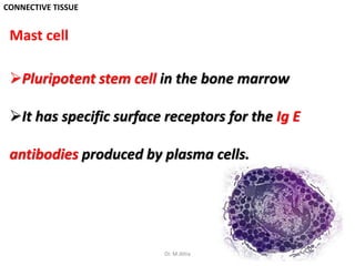 CONNECTIVE TISSUE
Mast cell
Pluripotent stem cell in the bone marrow
It has specific surface receptors for the Ig E
antibodies produced by plasma cells.
7Dr. M.Attia
 
