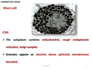 CONNECTIVE TISSUE
EM:
 The cytoplasm contains mitochondria, rough endoplasmic
reticulum, Golgi complex
 Granules appear as electron dense spherical membranous
bounded.
Mast cell
9Dr. M.Attia
 