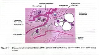 Comprehensive Overview of Connective Tissue: Structure, Types, and ...