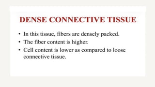 Comprehensive Overview of Connective Tissue: Structure, Types, and ...