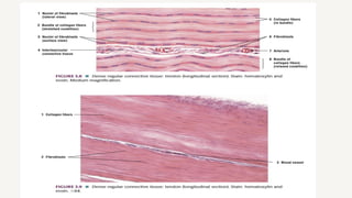 Comprehensive Overview of Connective Tissue: Structure, Types, and ...
