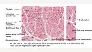 Comprehensive Overview of Connective Tissue: Structure, Types, and ...