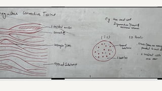 Comprehensive Overview of Connective Tissue: Structure, Types, and ...