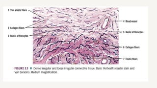 Comprehensive Overview of Connective Tissue: Structure, Types, and ...