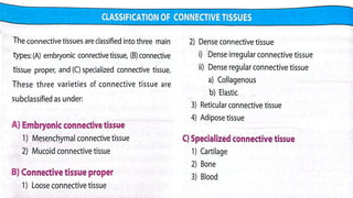Comprehensive Overview of Connective Tissue: Structure, Types, and ...