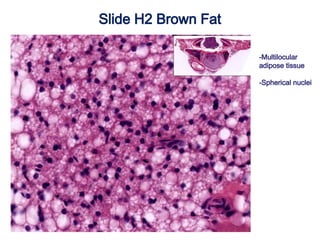 Slide H2 Brown Fat
-Multilocular
adipose tissue
-Spherical nuclei
 