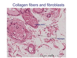 Collagen fibers and fibroblasts
Fibroblasts
Collagen fibers
 