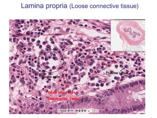 Lamina propria (Loose connective tissue)
 