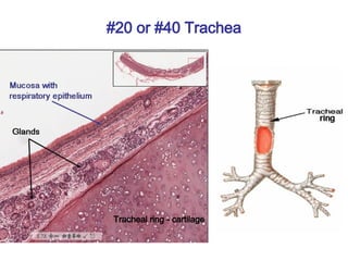 #20 or #40 Trachea
Tracheal ring - cartilage
 