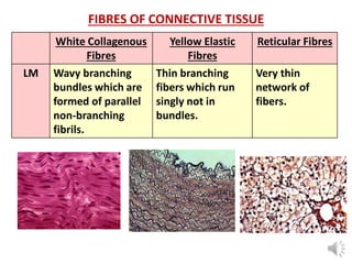 Network Tissue Connective Tissue histologyy lecture.pdf