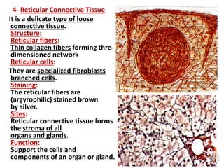 Network Tissue Connective Tissue histologyy lecture.pdf