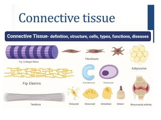 CONNECTIVE TISSUE LECTURE that relates with histology | PPTX