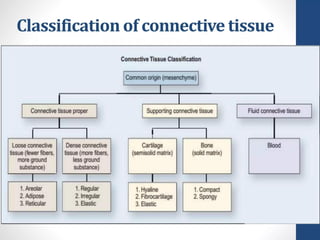 CONNECTIVE TISSUE LECTURE that relates with histology | PPTX