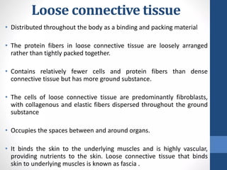 CONNECTIVE TISSUE LECTURE that relates with histology | PPTX