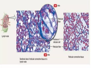 CONNECTIVE TISSUE LECTURE that relates with histology | PPTX