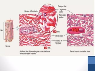 CONNECTIVE TISSUE LECTURE that relates with histology | PPTX