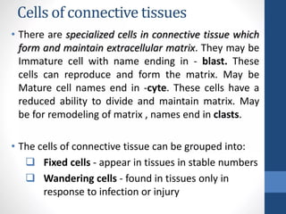 CONNECTIVE TISSUE LECTURE that relates with histology | PPTX