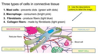 Connective Tissue Module ssss-1.pptx